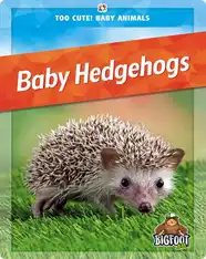 Baby Hedgehogs