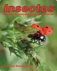 Insectos: Un libro de comparaciones y contrastes