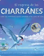 El regreso de los charranes: Cómo los científicos están salvando a las aves de islas