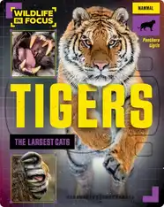 Tigers: The Largest Cats