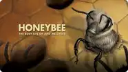 Honeybee
