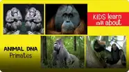 Animal DNA - Primates