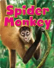 Spider Monkey