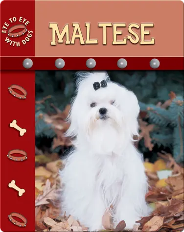 Eye To Eye With Dogs: Maltese book