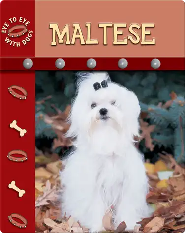 Eye To Eye With Dogs: Maltese book