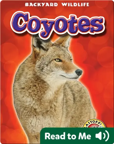Coyotes: Backyard Wildlife book