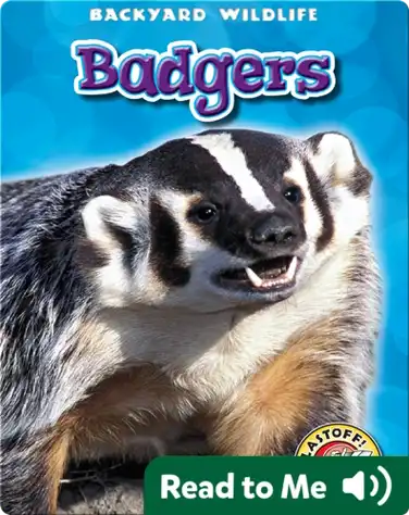 Badgers: Backyard Wildlife book