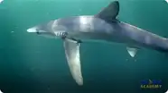 Shark Buoyancy
