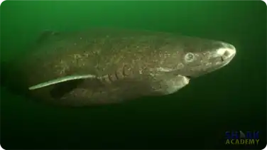 Greenland Sharks book