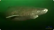 Greenland Sharks