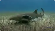 Nurse Shark