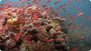 Jonathan Bird's Blue World: Coral Reefs book