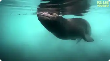 Diver has Amazing Encounter with Leopard Seal! book