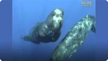 Amazing encounter between diver and Sperm whales! book