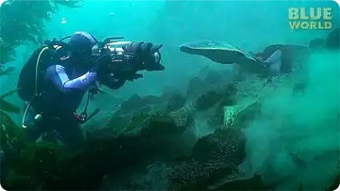 Torpedo ray attacks diver's camera book