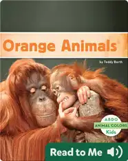 Orange Animals