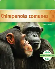 Chimpancés comunes