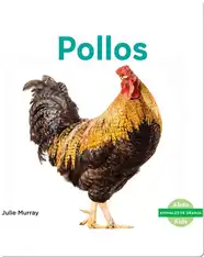Pollos