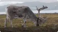 Reindeer