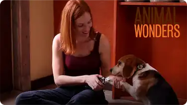 How To: Clip Dog Nails book