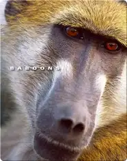 Baboons