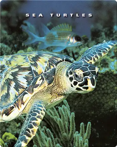 Sea Turtles book