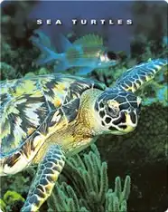 Sea Turtles