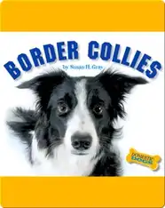 Border Collies