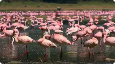 Lake Nakuru - Flamingos & Friends book