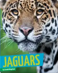 Jaguars