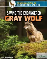 Saving the Endangered Gray Wolf