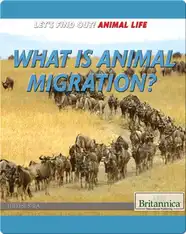 What Is Animal Migration?