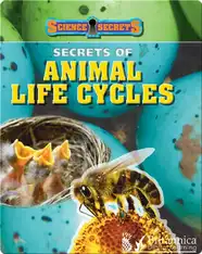Secrets of Animal Life Cycles