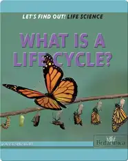 What Is a Life Cycle?