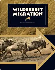 Wildebeest Migration
