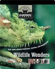 Wildlife Wonders