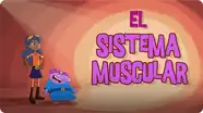 El sistema muscular