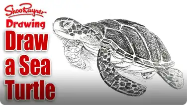 How to Draw a Sea Turtle book