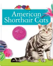 American Shorthair Cats