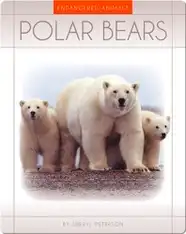 Polar Bears