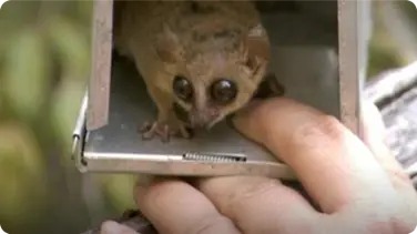 The World's Smallest Lemur (Attenborough and the Giant Egg) book