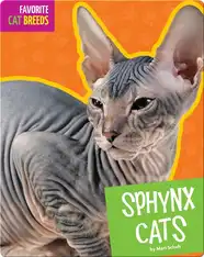 Sphynx Cats