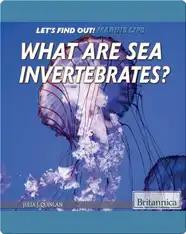 What Are Sea Invertebrates?