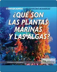 ¿Qué son las plantas marinas y las algas?