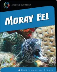 Moray Eel