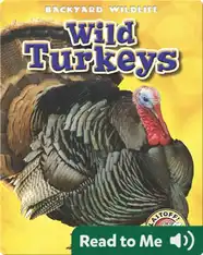 Backyard Wildlife: Wild Turkeys