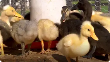 From Duckling to Duck | Farm Raised With P. Allen Smith book