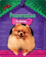 Pomeranian: Pom Pom Ado