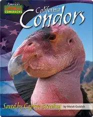 California Condors: Saved by Captive Breeding