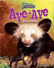 Aye Aye: An Evil Omen